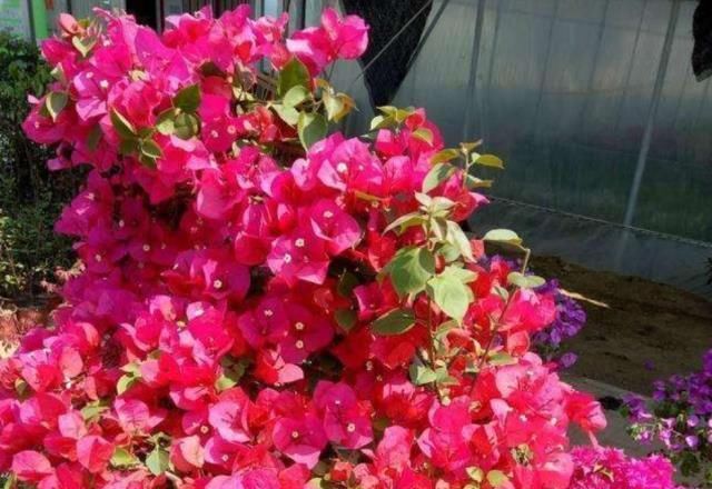  『阳光』夏天赏花首选“三角梅”，阳光越强开花越旺，花朵艳丽观赏强！