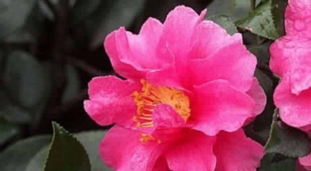  「适合」这“花”似茶似梅，花大色艳，堪比牡丹，开5个月，适合家养盆栽