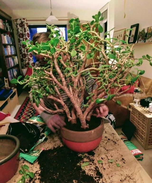  栽培玉树@盆栽玉树在室内能养几十年，做好这几点就足够了