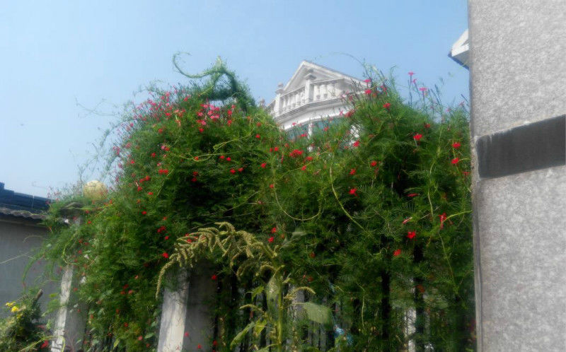 【特别】这盆开五角星一样的花,特别好养,爬成花墙美得像童话!