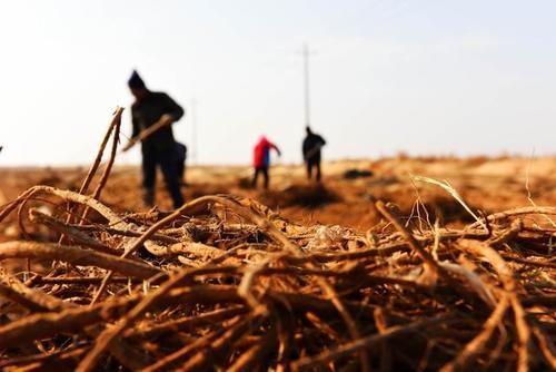  药材■每亩纯收入6500元，真甜！沙漠里种这种药材，固沙又增效