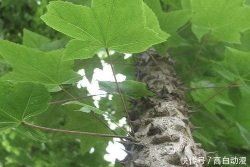  『刺楸』山谷下有“1种树”，被称为“刺楸”，茎干上长满“刺”，却珍贵