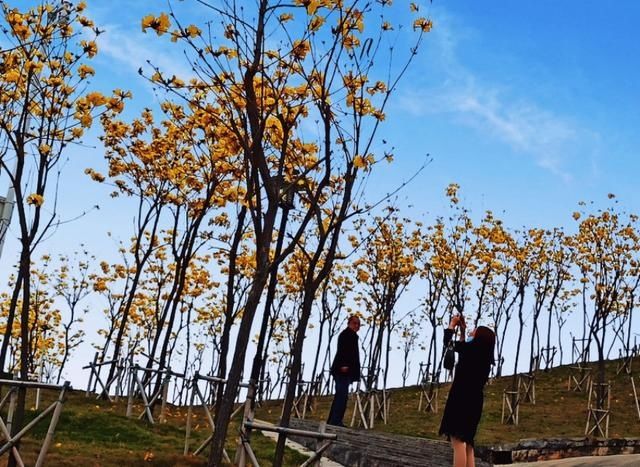  #隐藏#广东鹤山市这里：春暖花开时，隐藏闹市无人识，满眼尽是一片黄！