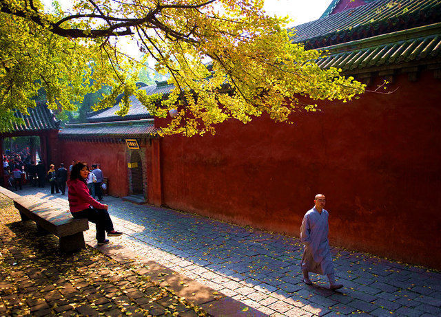 惊艳！少林寺那棵美了1500年的银杏树