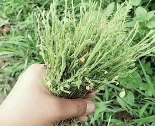  #殊不知#个头小的“1种草”，少有人见到，殊不知是“药材”，上百1斤