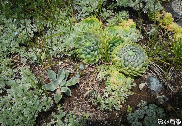  【不死鸟】农村没人要的多肉，长得满屋顶都是，下雨后泛滥了一
