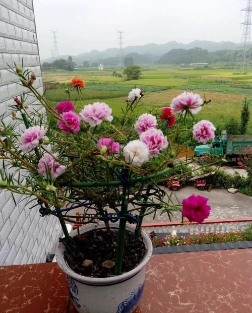  「身价」5块钱一盆的花，养1年变老桩，身价翻了上百倍！