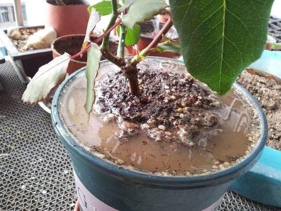  【盆土完全干】啥花都养不好？1种情况“最有可能”：好花都是浇死的！