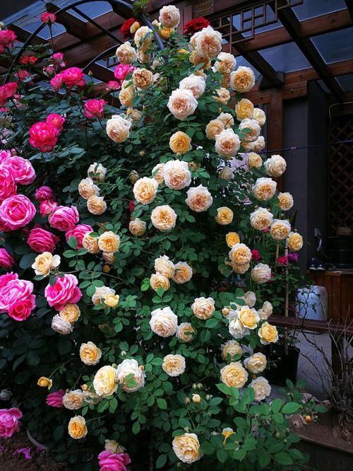 #树形#树形优美,花似灯笼,全年开花——这种室内盆栽绿植,很值得拥有