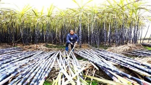 广西这座城市,号称“中国糖都”,并与越南接壤,是你家乡吗?