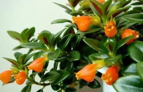  「盆栽」此种盆栽，花叶俱美，一年开花300多天，上面爬满'小金鱼'