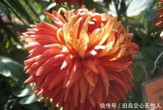  卧雪■喜欢菊花，不如养盆“菊中珍品”紫龙卧雪，似紫龙伏地，妖娆妩媚