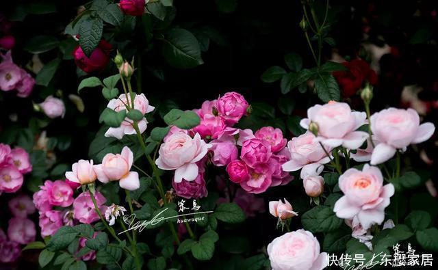 「只养」只养这1种花,就能打造绝美花园和阳台!月季品种和养护要点!