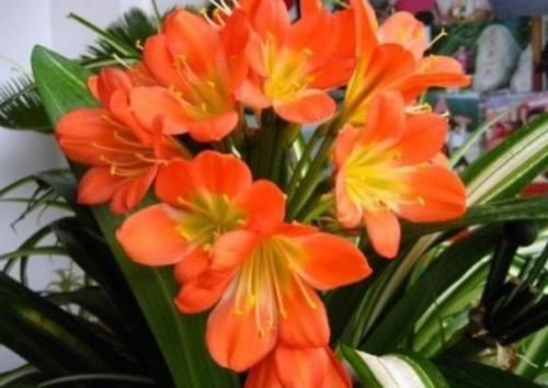  『艳丽』阳台养这几朵花，花开不断，花色艳丽，花开枝繁叶茂，美