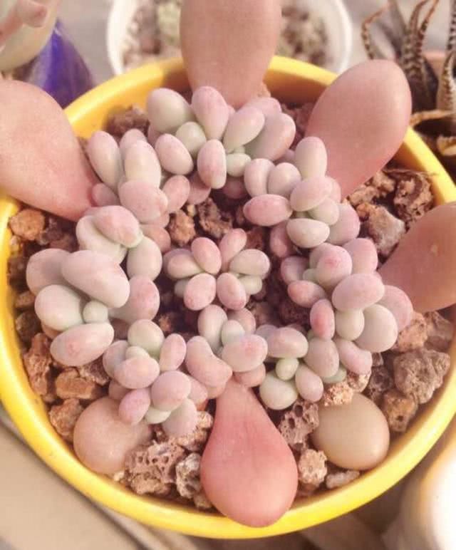  #种植#桃蛋成群生长确实美，但“减负”更重要，不然越养精神越差