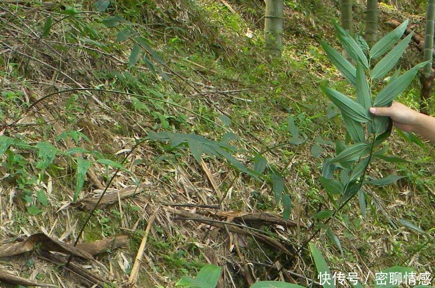 这种像“洋姜”的野生物， 若在野外见到， 可别锄掉很珍贵