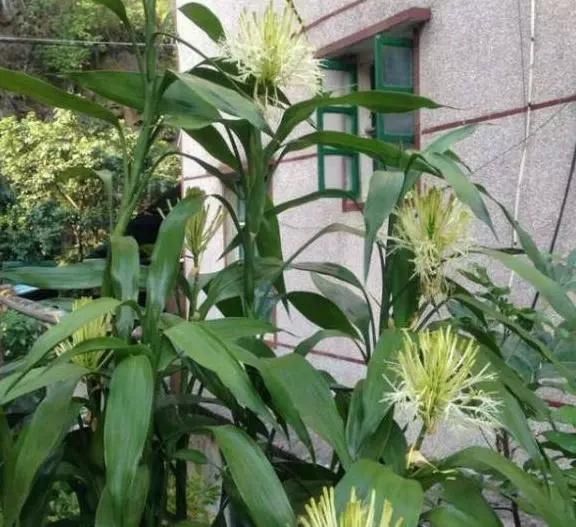  人都喜欢■养花高手，能把普通的植物“养开花”，比如虎皮兰、富贵竹、玉树