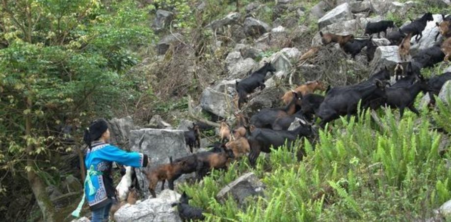  利润@难题：养猪、养羊、养牛、养驴、养鸡、养免、养鸽子，哪个