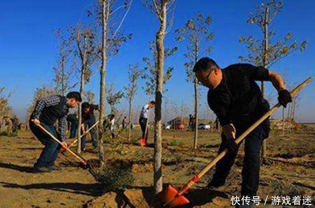 承包地种树怪象刚来，农村又出现2种怪风气，老农无奈又头疼
