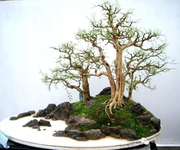 盆景构景十种风格