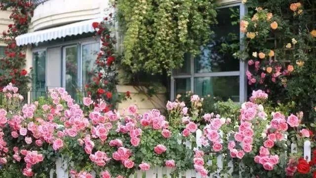  小院：不争朝夕，只闻花香，她花费12年缔造了一座繁花小院