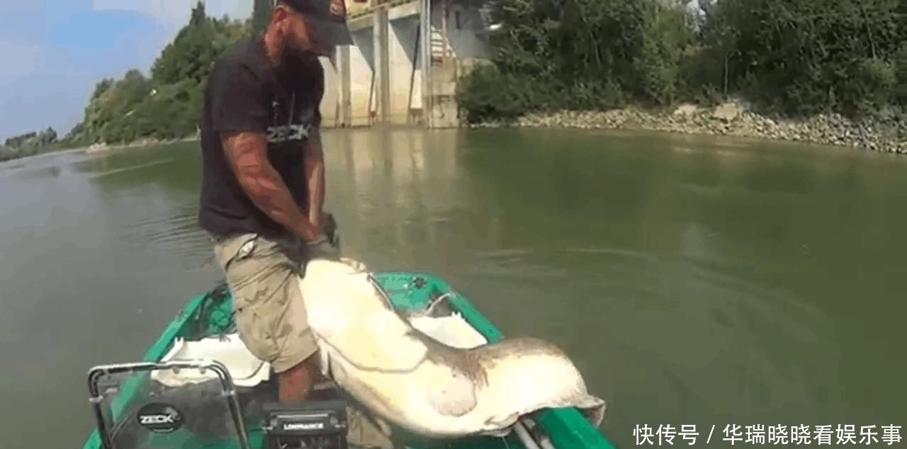  [放生]男子湖中钓起250斤重的巨型塘鲺, 拖起细看后果断放生