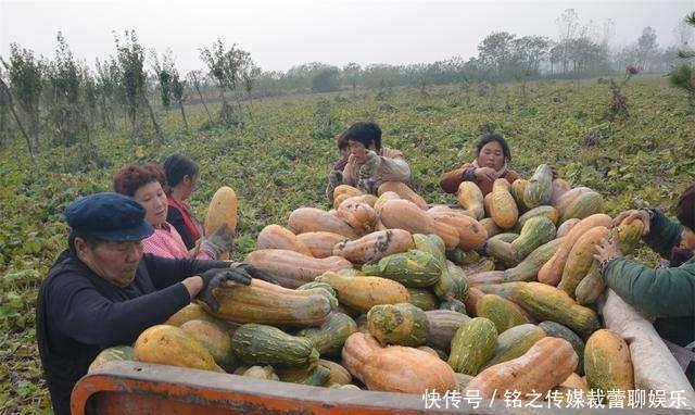  吊瓜|昔日农民争相种植，如今8毛一斤没人要，农民：你们咋就不