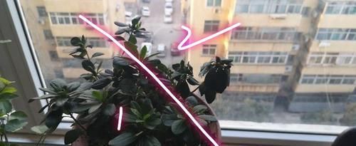  发黄萎蔫@同一个花盆里的两株杜鹃花，一株正常，一株萎蔫怎么回事？