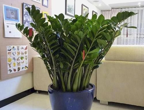  幸福树■这“3种树”好养，30天不管依旧枝繁叶茂，客厅摆盆省心又神气