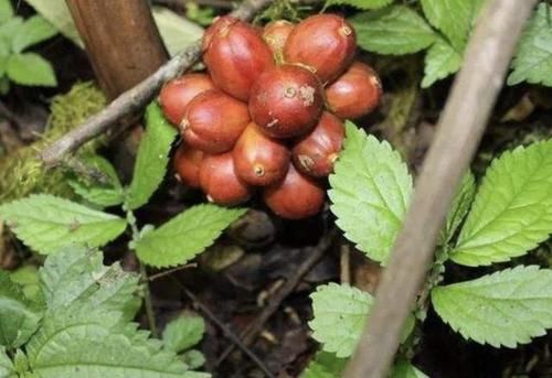  花友■在南方野地里，1种植物人称“草果”，看到要珍惜，不多见、珍贵