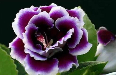  值得■别养绿萝吊兰了，“落雪泥”，花色美丽，花期超长，更值得拥有