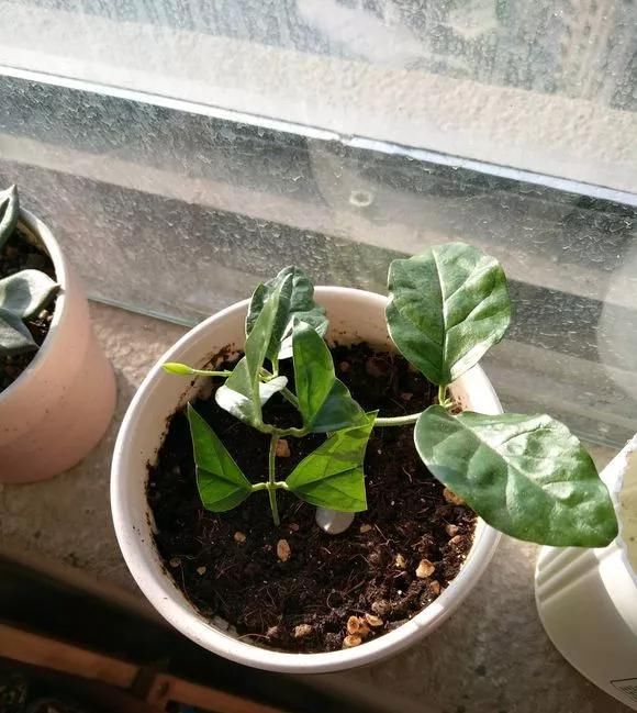  花钱买■“4种花”不用花钱买,折根枝条放水中,半个月生根,好养活的很