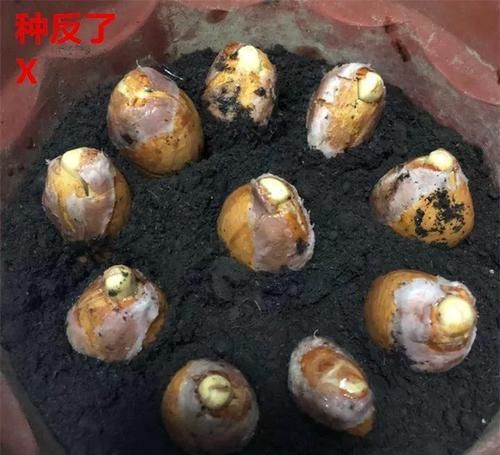  「增加光照」这水果太贵了，吃完留下核，还能种盆栽！