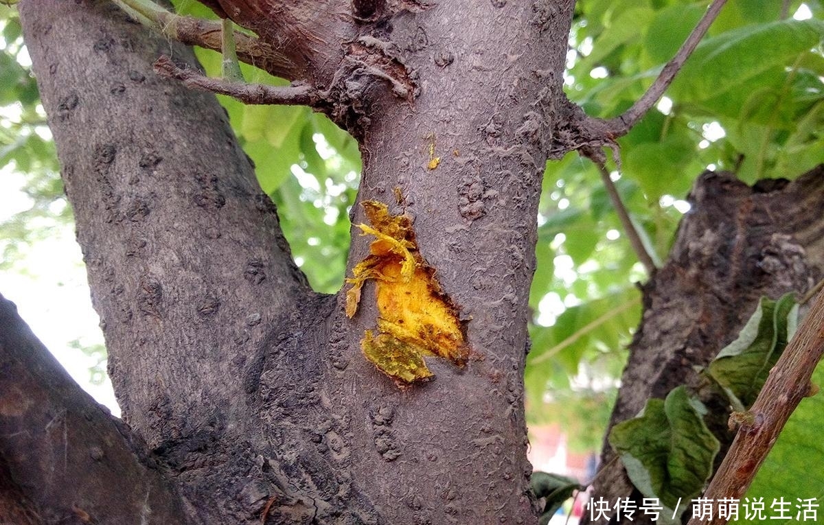 这树十分珍贵，树皮内含“黄金”，如今40元一斤，见到请好好保护