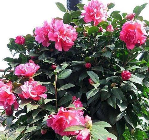  【花色】此花花色艳丽多样，花期长，花量大，花朵硕大，美丽无比