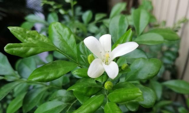  #栀子花#阳台养一盆它，比桂花栀子花还香，教你“3招”，长成盆景开满花