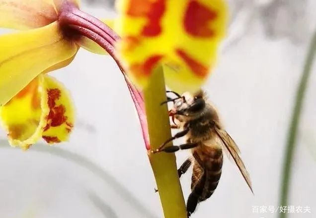  「花杆」同样是兰花，为什么蕙兰有花蜜，春兰却没有
