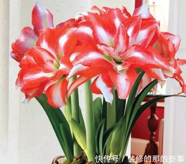 「家里」3种花“旺运又招财”,养家里鸿运当头、吉星高照,日子越过越好