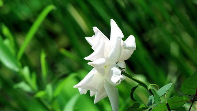 #家里#养护的栀子花,放在家里有什么好处?