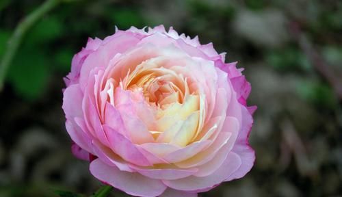  【口红花】养花就养一花多色的“康斯坦茨”，花香浓郁，多季重复开花