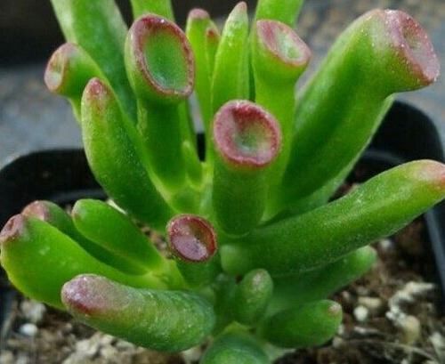  「叶子」观赏价值高又好养的盆栽多肉植物，太阳一晒就变颜色！