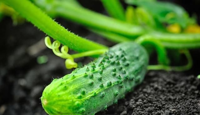  「种子」黄瓜应该如何种植？只要掌握这5种技术，黄瓜既好看又顺直