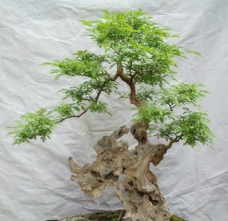  【黄荆】乡下的这棵树到处都长得快又结实，做盆景反而很有价值