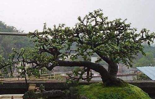  [对玉树]给玉树“造个型”，给它剪剪头，养分“憋一憋”，老桩长成胳膊粗