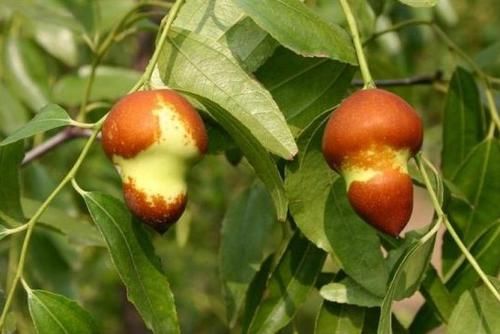  [枣子]农村这种“小葫芦”，很多人都没见过，其实是种熟知水果