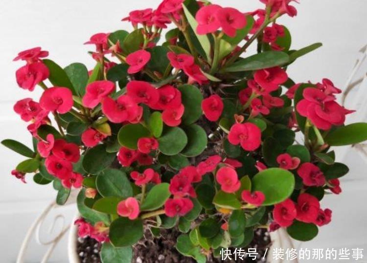 #朱顶红#养花试试这几款,花大色艳,花香易打理,养在客厅美极了