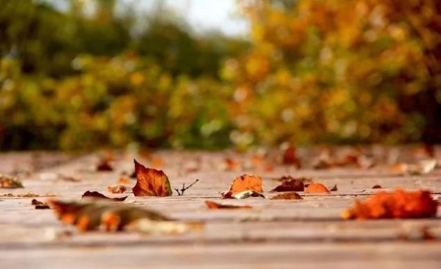 呼伦贝尔的秋天美爆了！每年只有21天错过还要等365天…