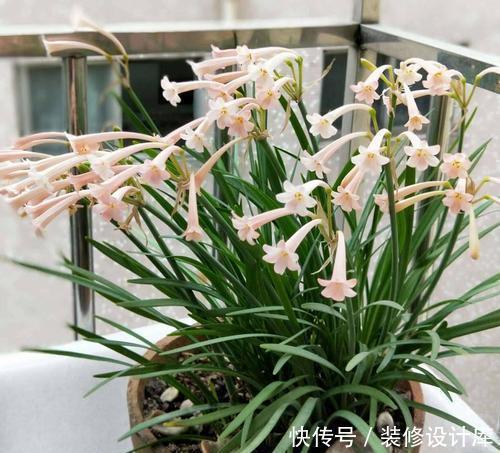  阳光|一根枝条开出一球花，开花快花量大，名叫垂筒花能家养