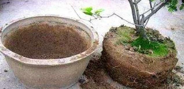 「解决」往盆里埋点“它”,啥花都能长好,土壤板结问题分分钟解决,实用