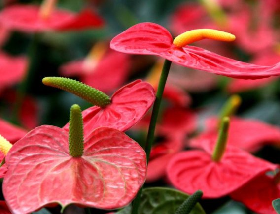  『新手』这四种花卉，新手也能养爆盆，沾土就活，绚丽多彩，分分钟爆盆